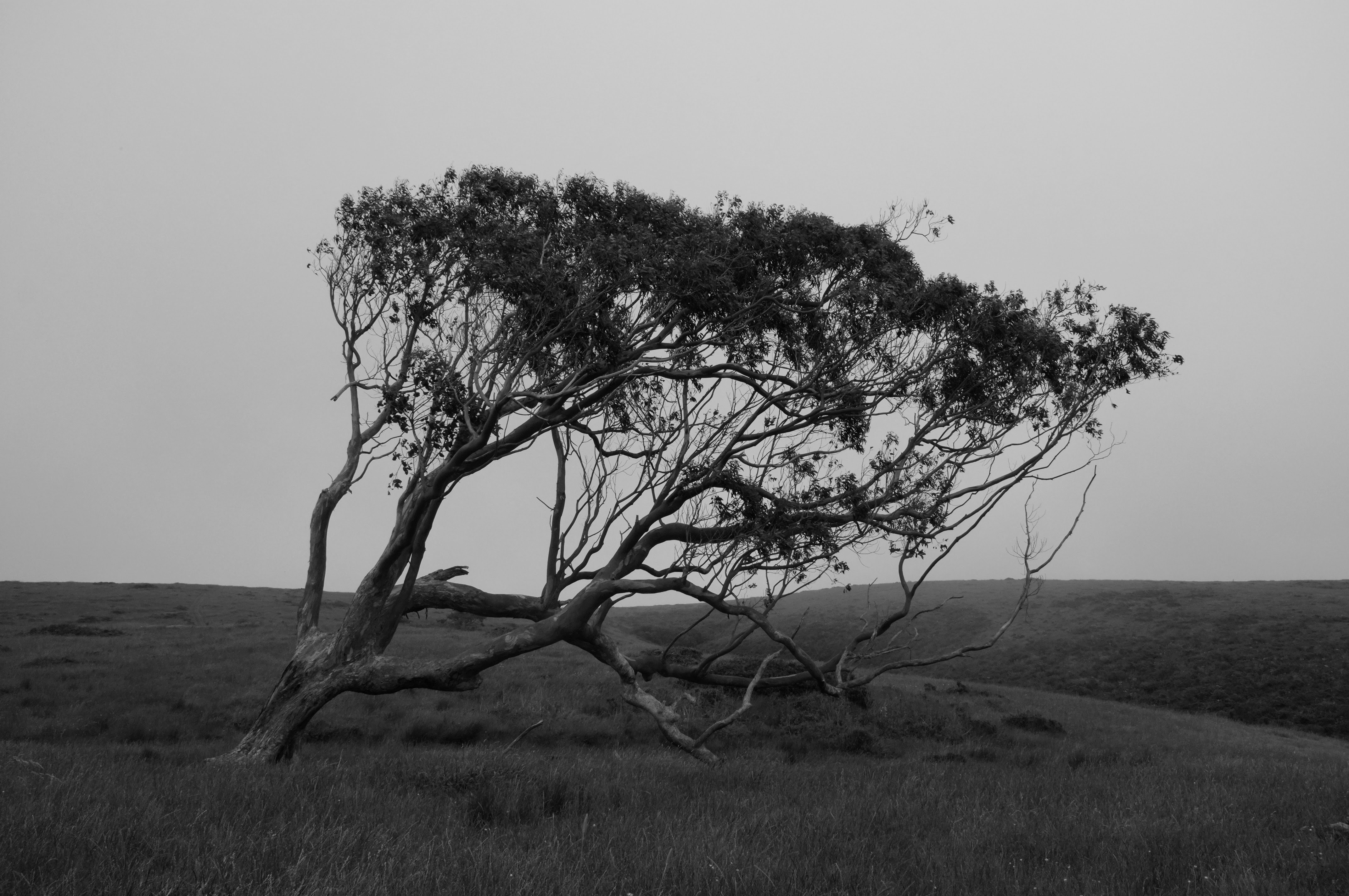 Eucalyptus tree on the Estero Trail, Inverness CA